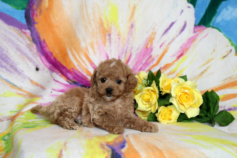 puppy, for, sale, Cavapoo, Matthew B. Stoltzfus, dog, breeder, Gap, PA, dog-breeder, puppy-for-sale, forsale, nearby, find, puppyfind, locator, puppylocator, aca